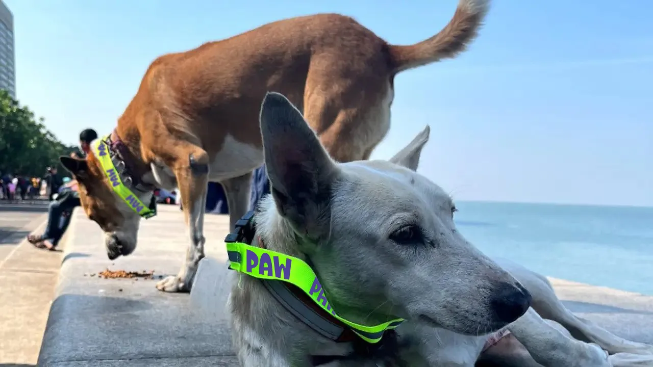 ezgif.com-webp-to-jpg